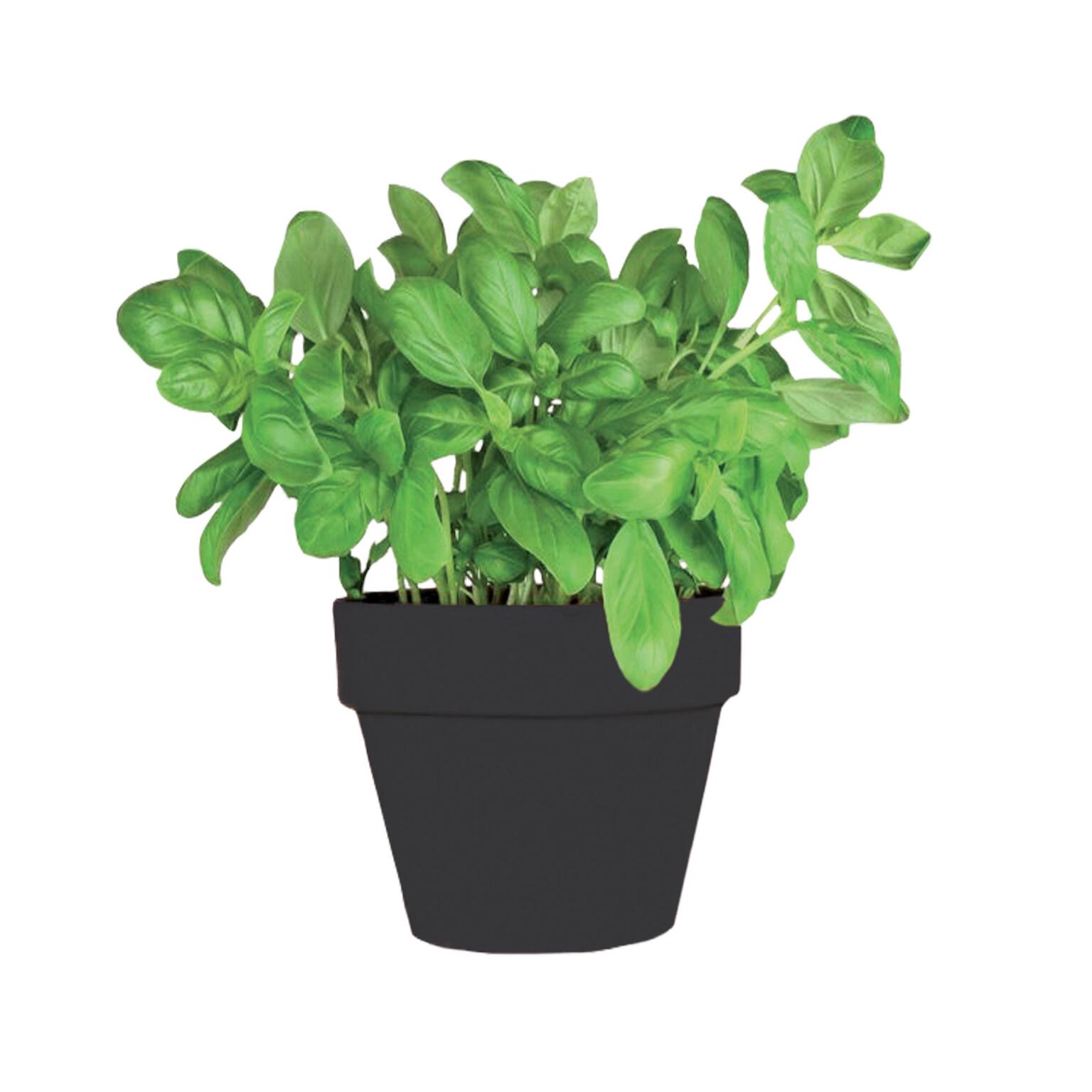 Pianta aromatica basilico vaso diametro 14cm