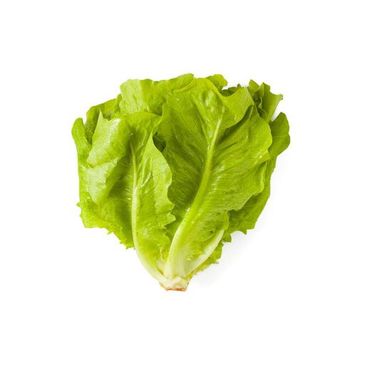 Insalata Romana Conf