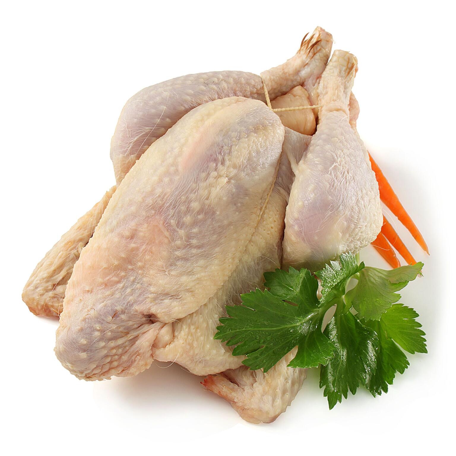 Gallina a busto