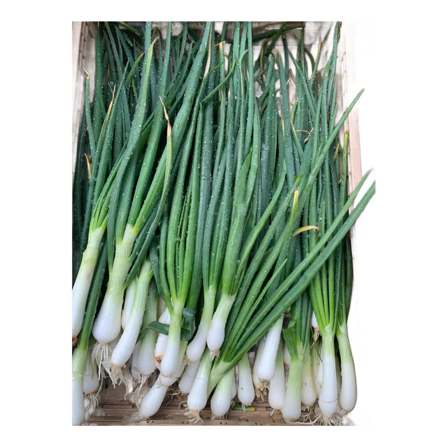 Cipollotti bianchi a cassa