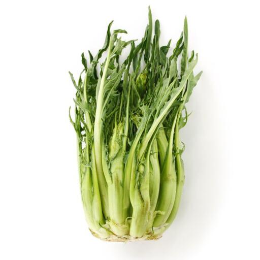 Catalogna Spigata (puntarelle)