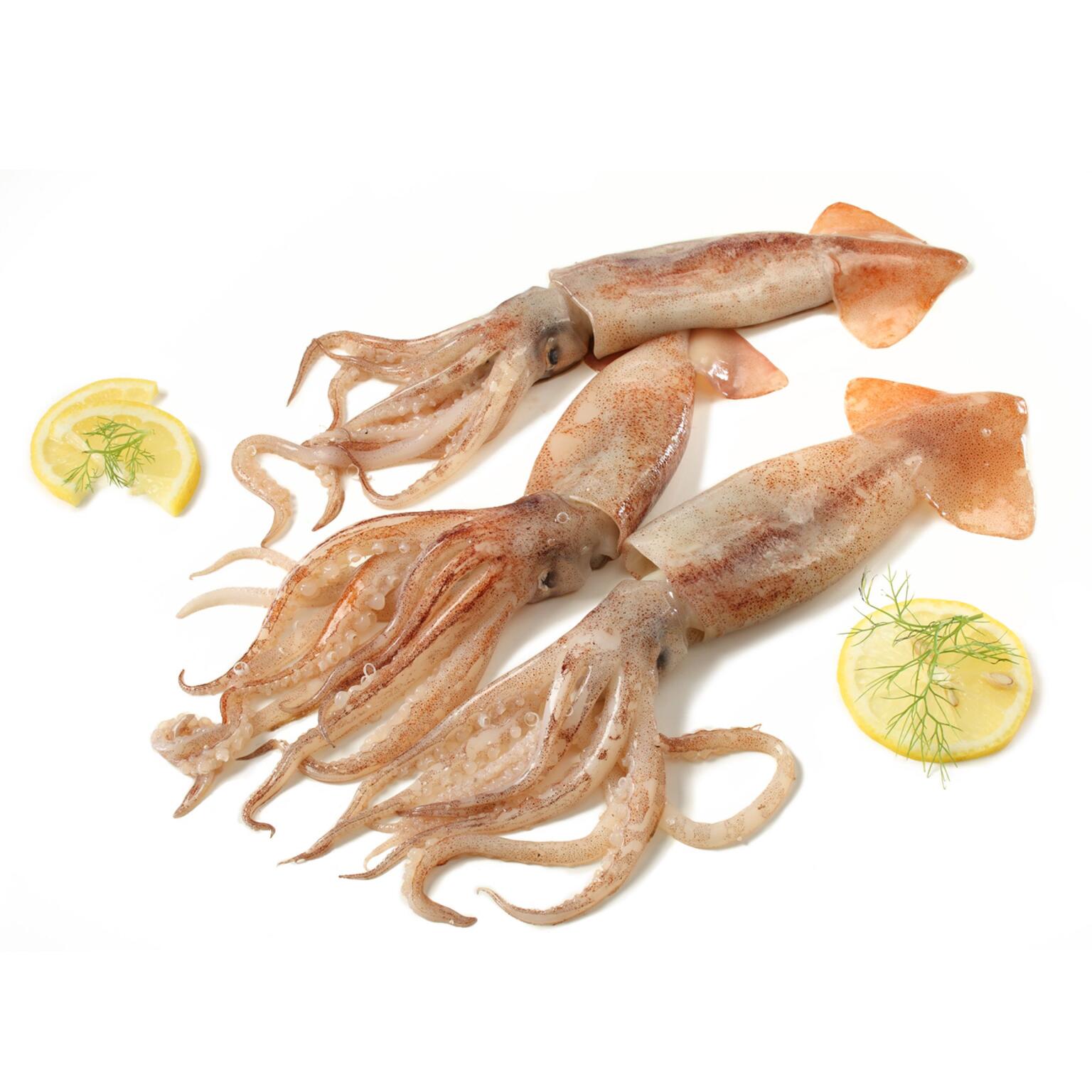 Totani freschi pescati 90/140g circa