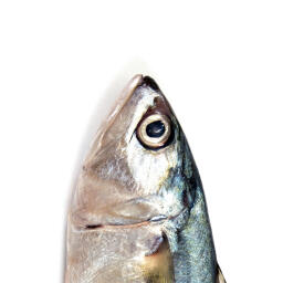Pesce