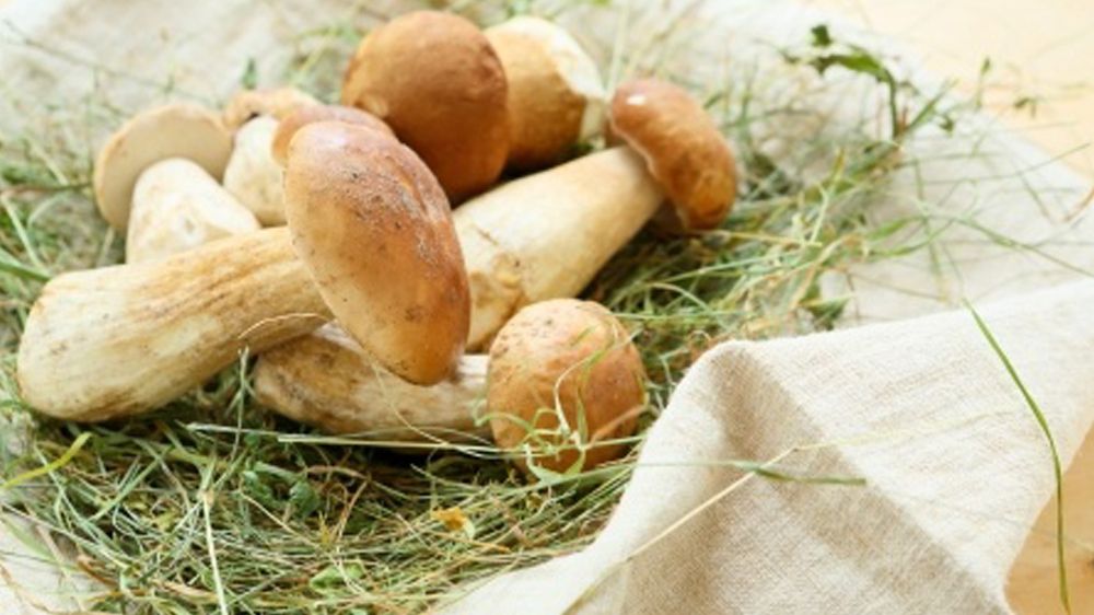 Tartellette ripiene ai porcini