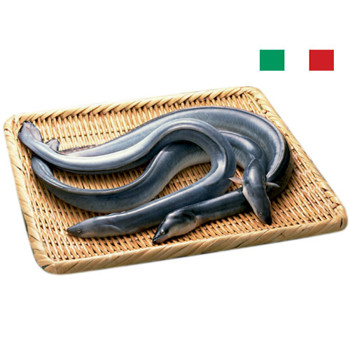 Anguilla Buratello