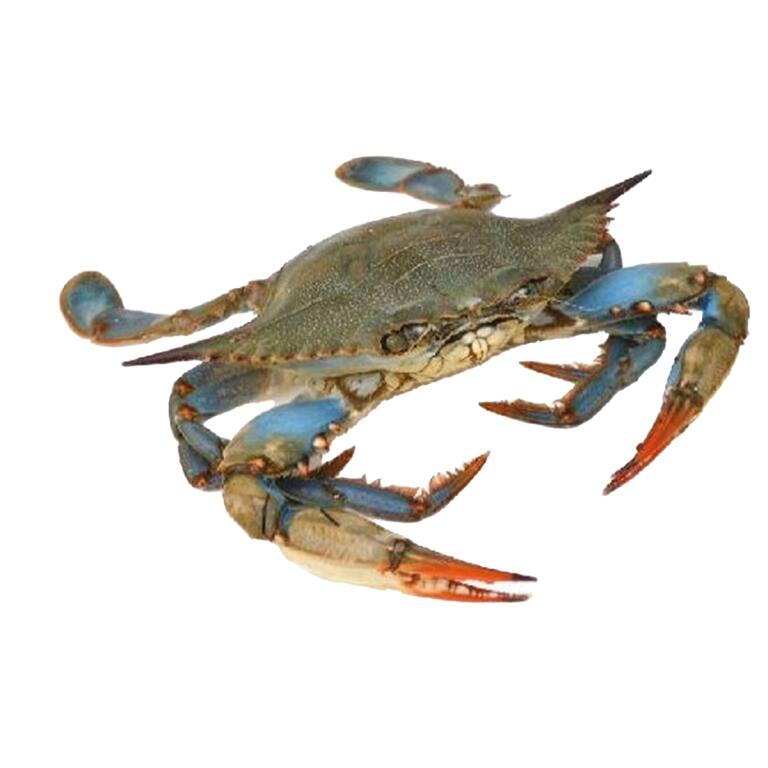 Granchio Blu - italiano