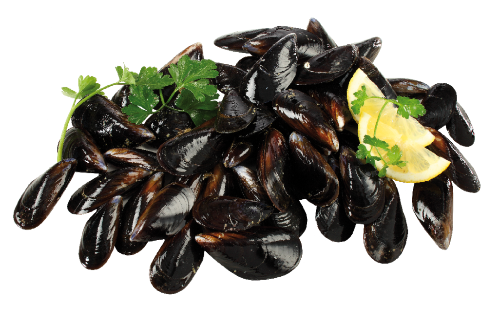 Cozze di allevamento