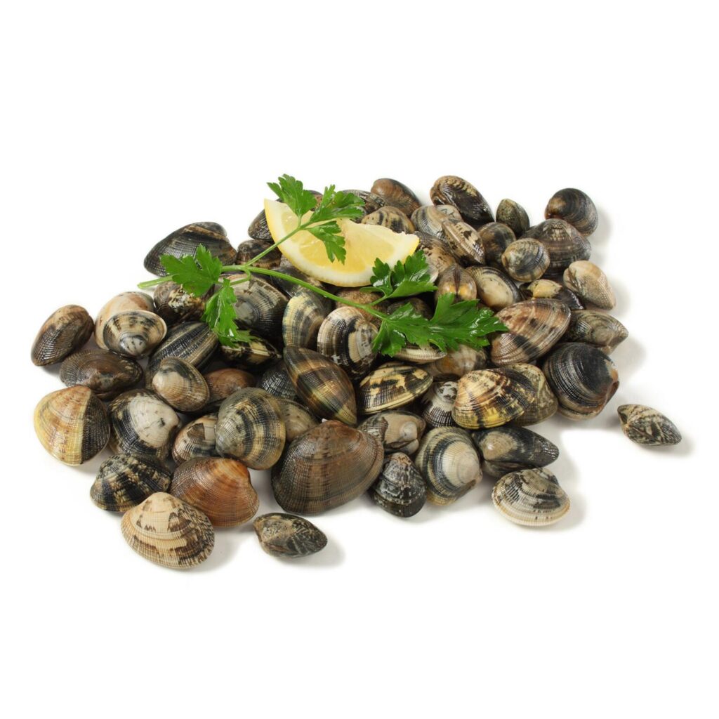 Vongole veraci pescate Mar Adriatico
